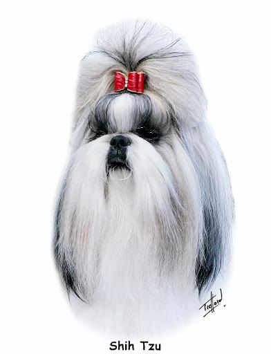 Shih Tzu 9Y347D-231.jpg